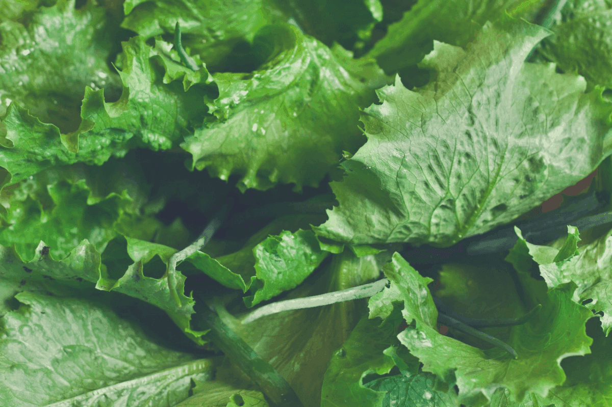 15. Lettuce
