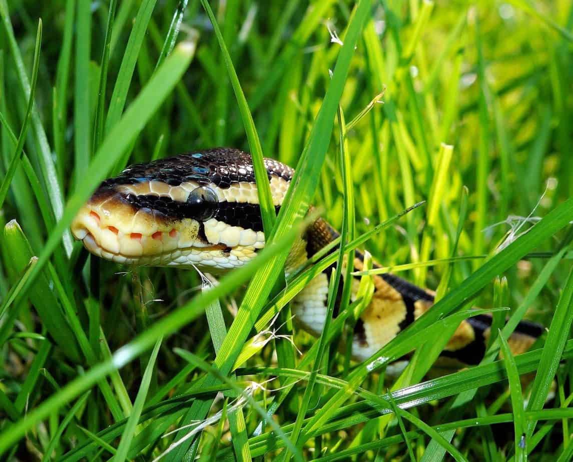 sleeping under tree snake