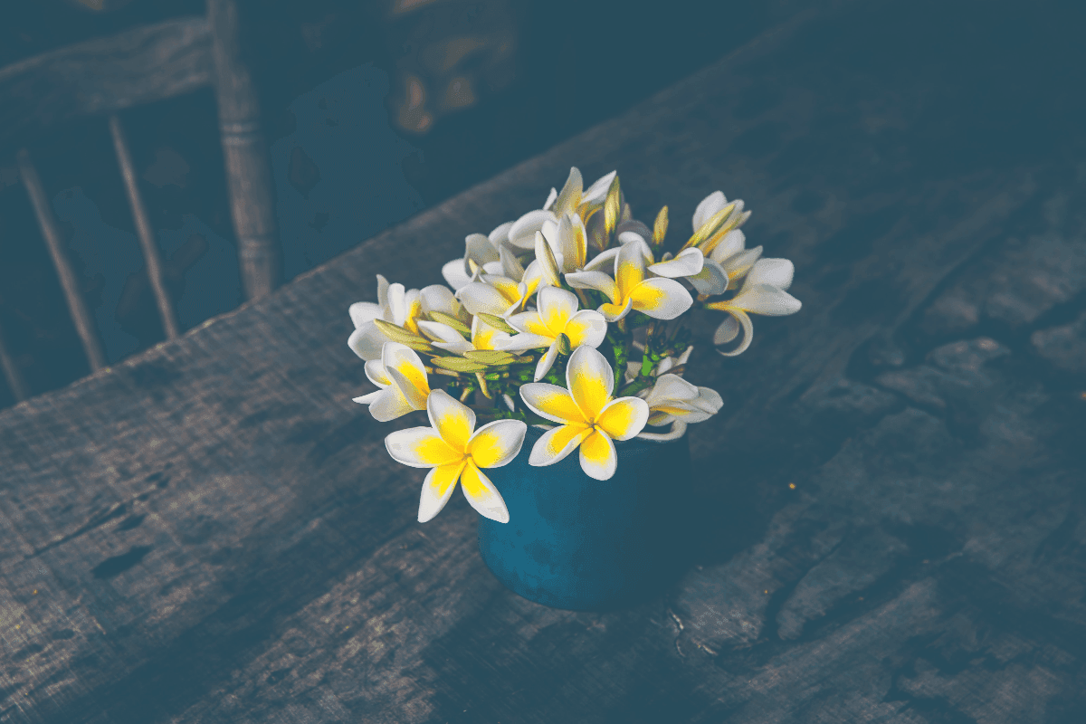 1. Jasmine