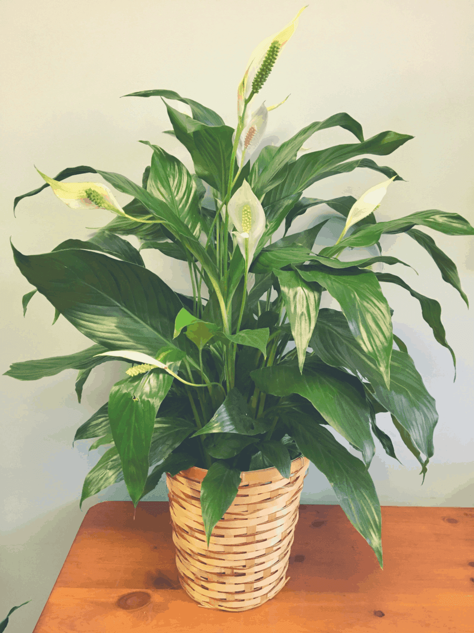Peace Lily Plant