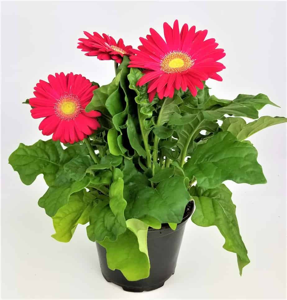 Gerbera Daisy Plant