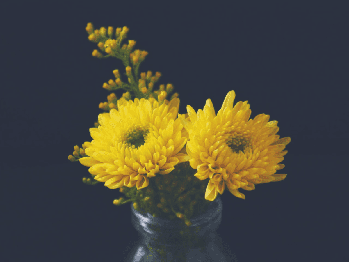 17. Chrysanthemum