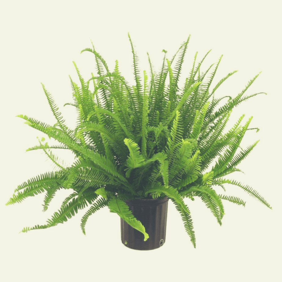 Kimberly Queen Fern