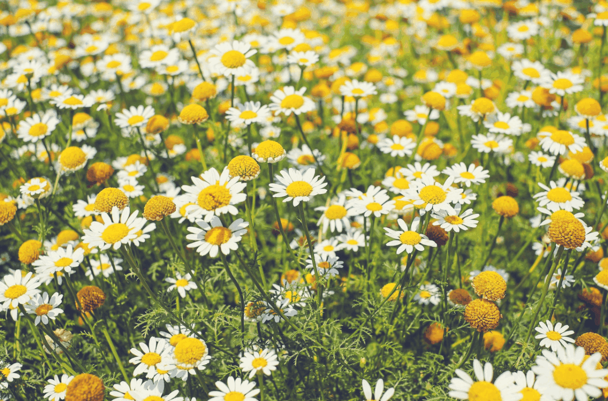 21. Chamomile