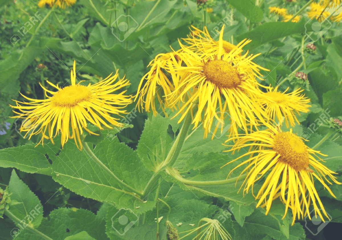 23 Plants That Make You Sleep Like a Baby
