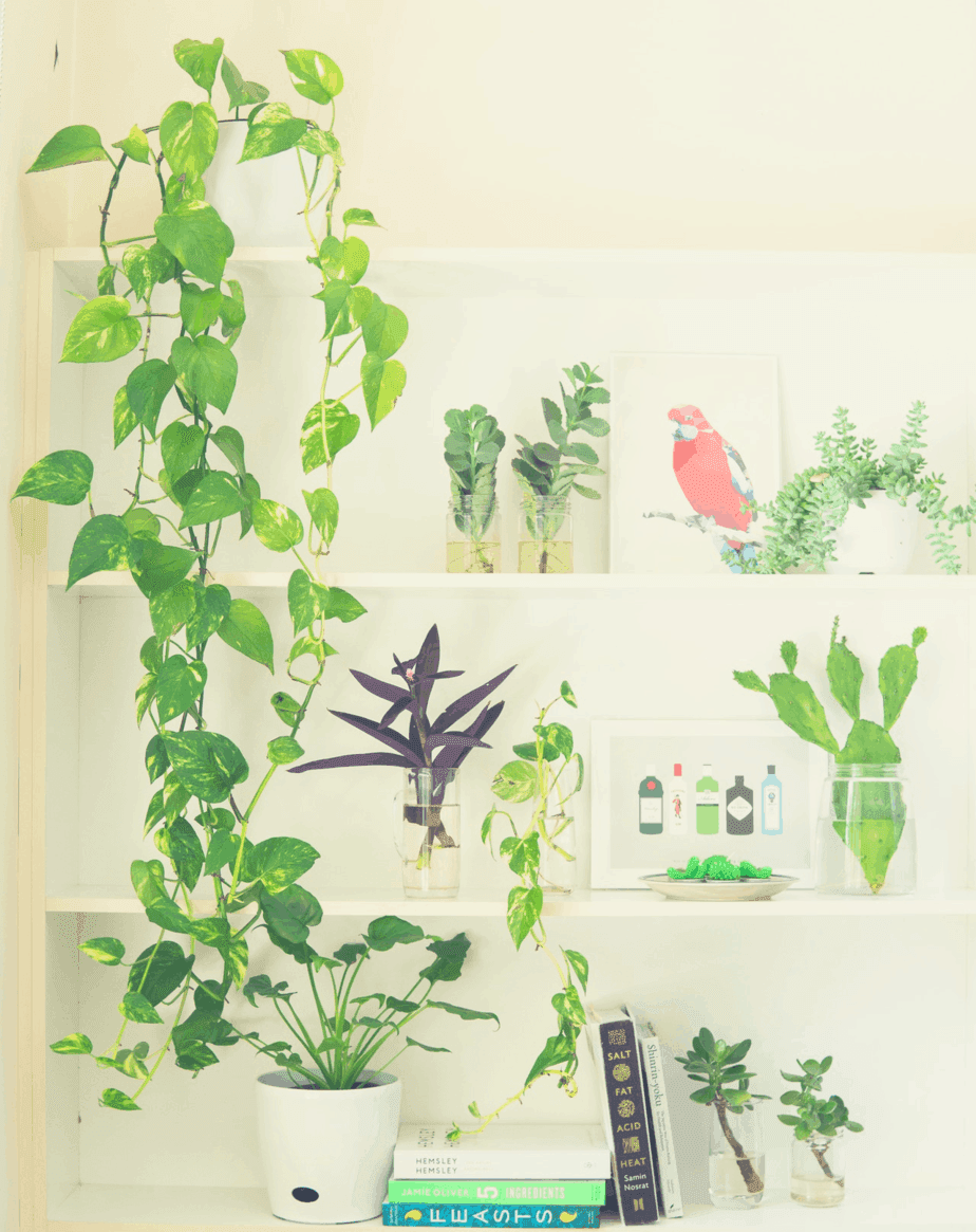 golden pothos