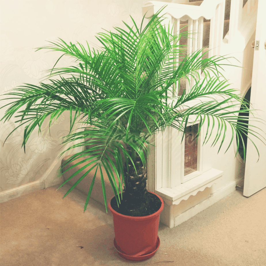Dwarf Date Palm