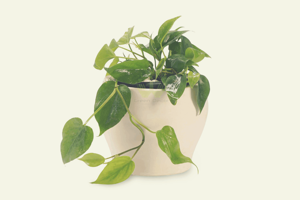 Heart Leaf Philodendron