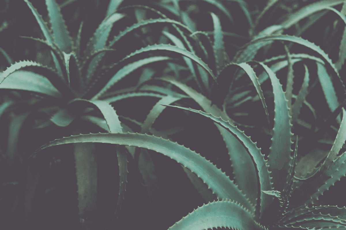 Aloe Vera Plant