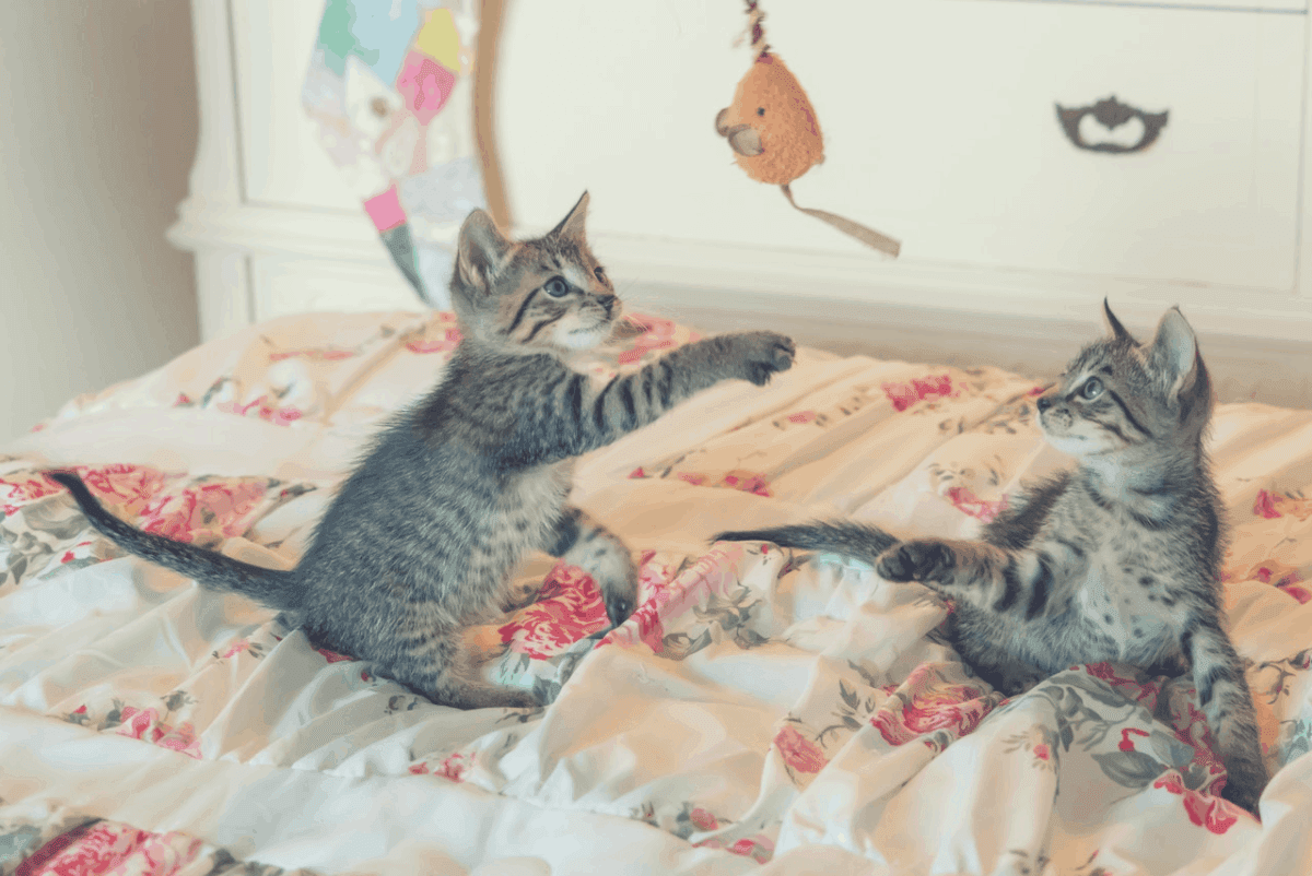duvet vs comforter