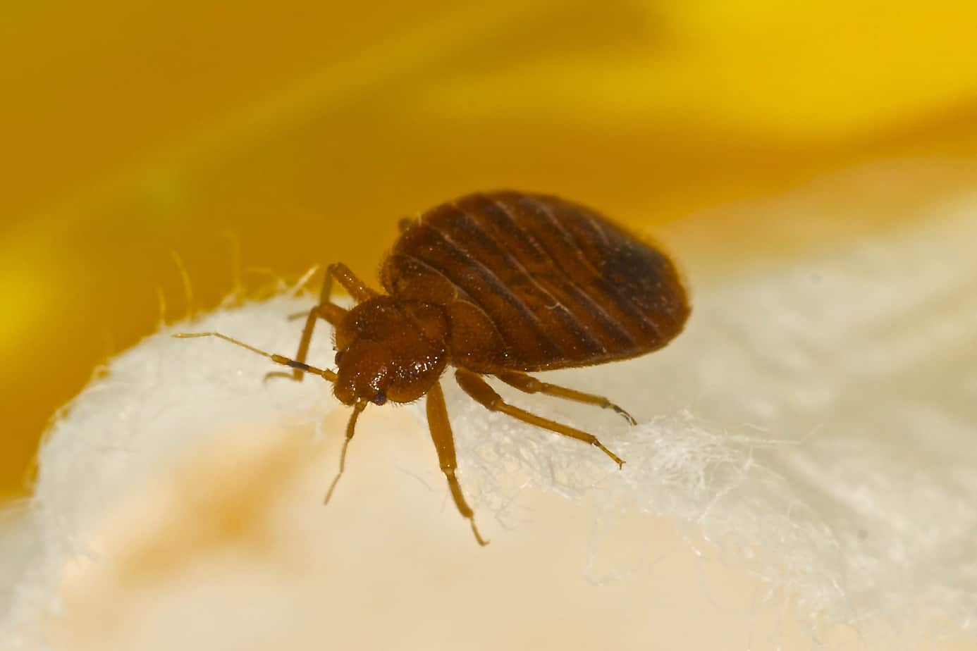 How do you Get Rid of Bed Bugs In Air Mattresses?