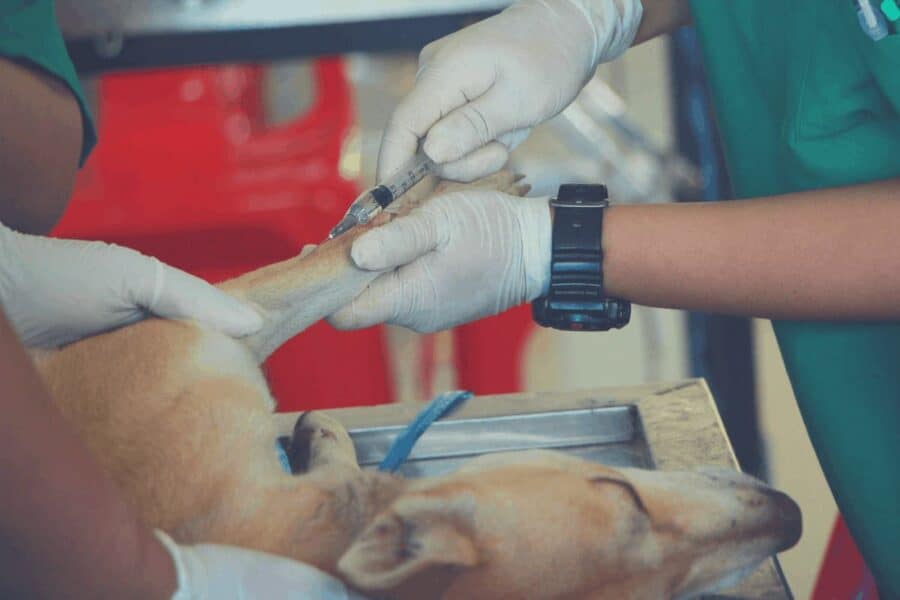 dog euthanasia vet e1613820942118