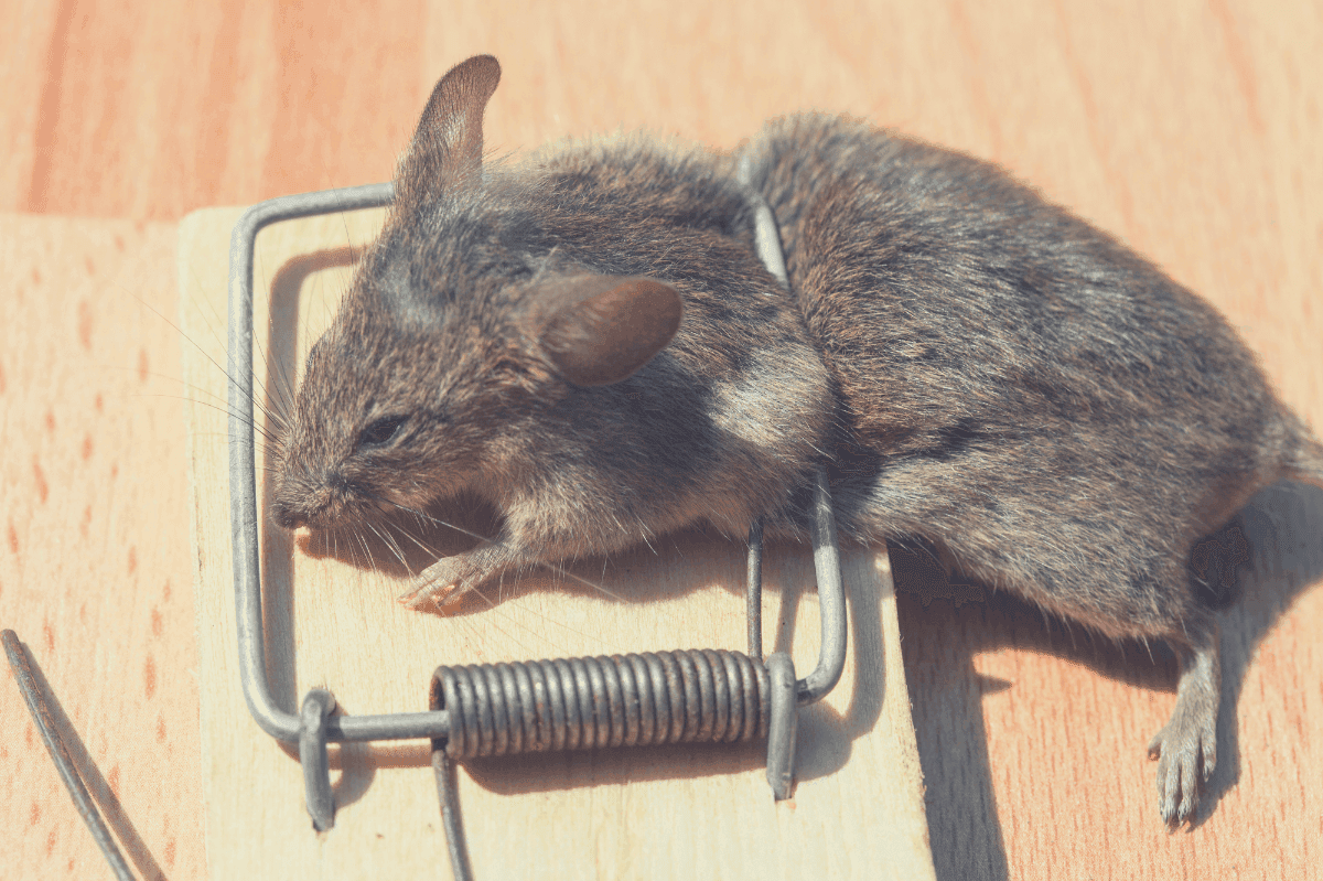 mice sleeping mousetrap