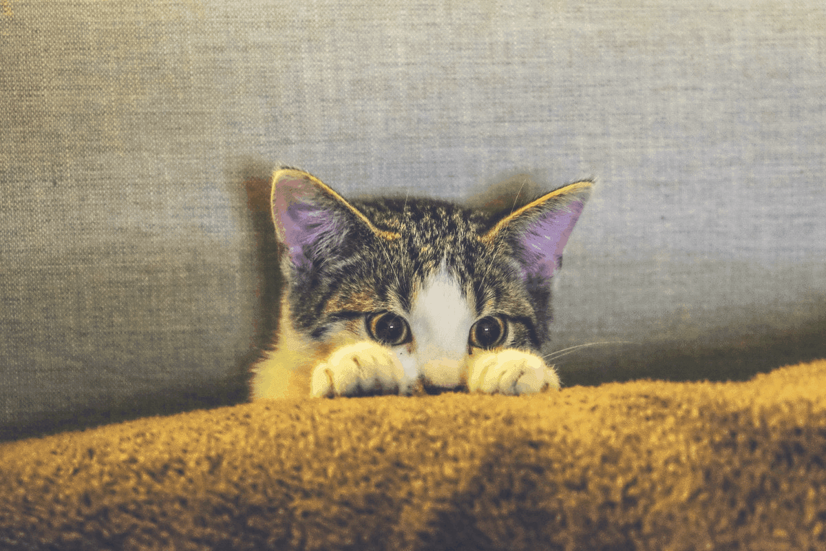 cat sleep apnea grumpy