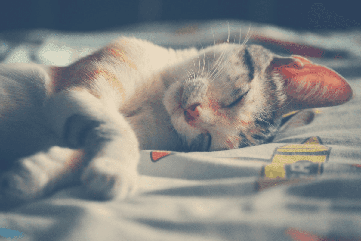 cat sleep apnea obesity