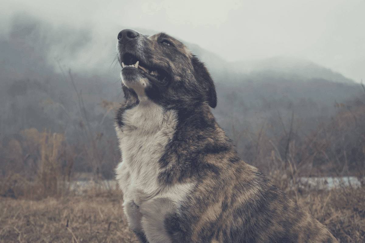 dog outside aggression