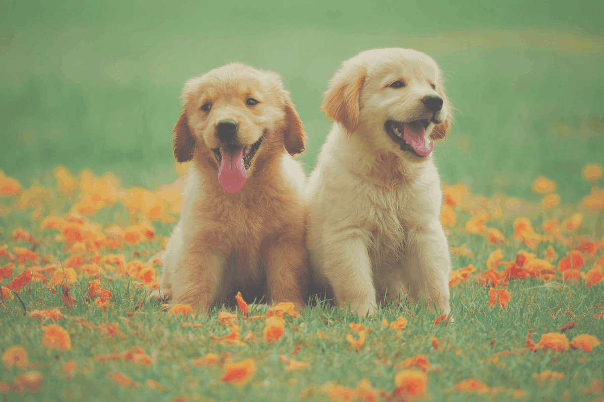 dog outside socialization