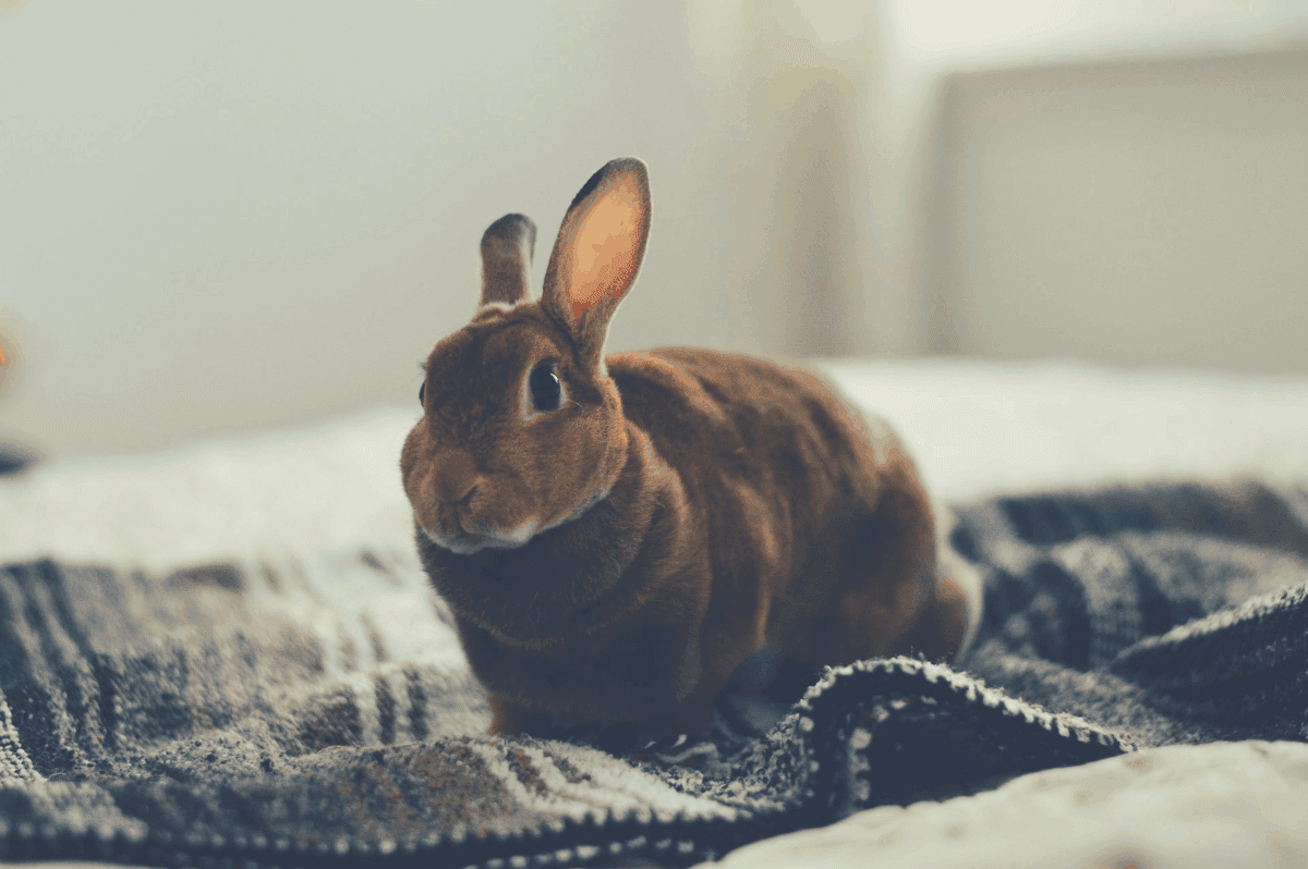 rabbits let it out cage
