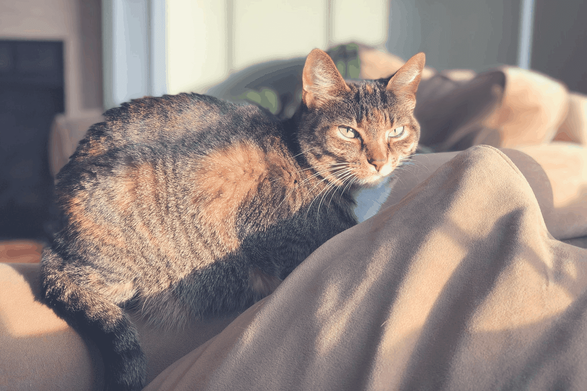 spider bed cat