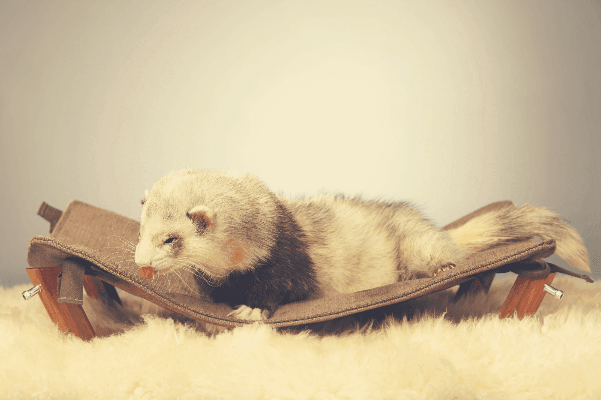 how much do ferrets sleep beds couch drawers