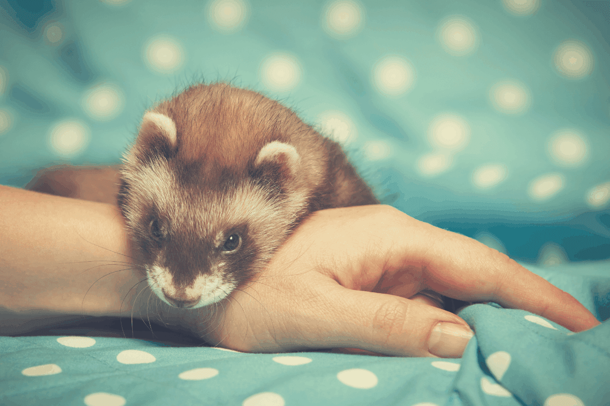 how much do ferrets sleep owners activity level