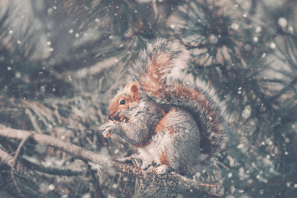 when do squirrels sleep cold weather