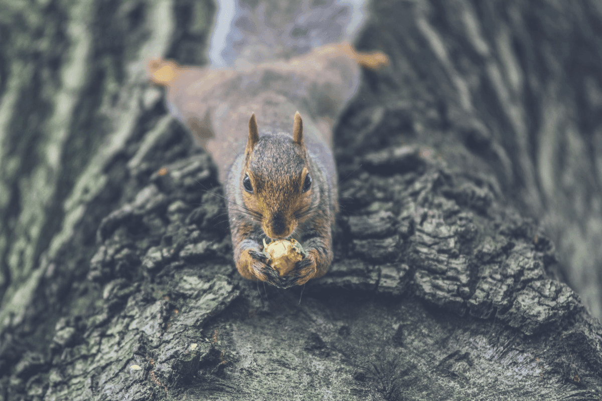 When Do Squirrels Sleep? The Ultimate Guide