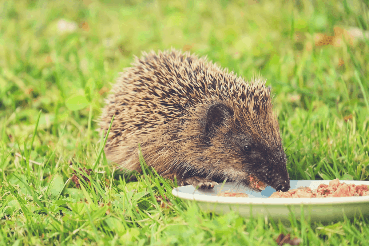 where do hedgehogs sleep food water
