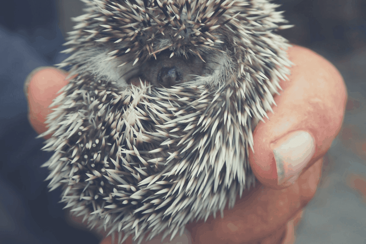 where do hedgehogs sleep hibernation