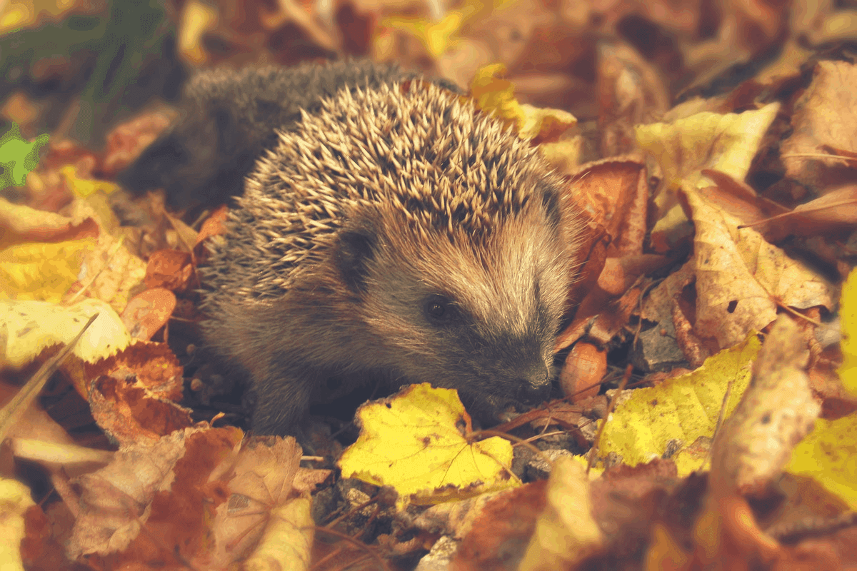 Where Do Hedgehogs Sleep? The Complete Guide