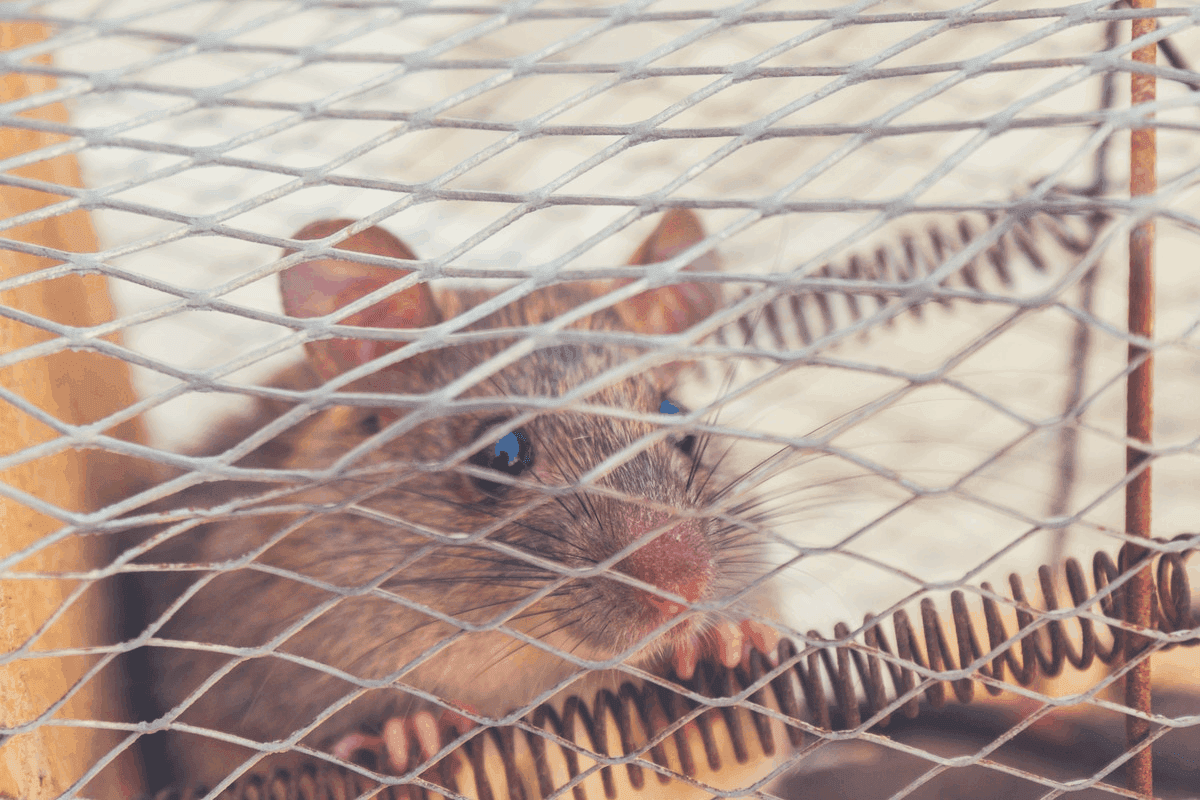 mice bed mousetrap