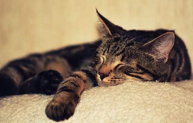 kitten 2874486 640