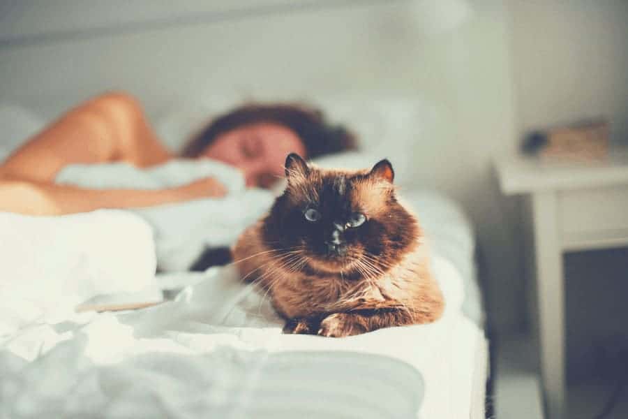 cat bedfoot uninterrupted sleep