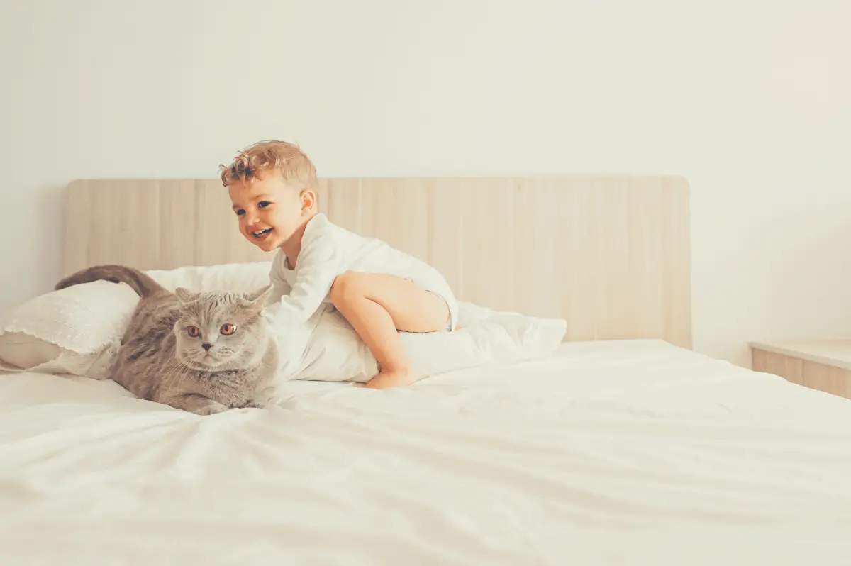 toddler playing with his cat on a twin bed with white sheets