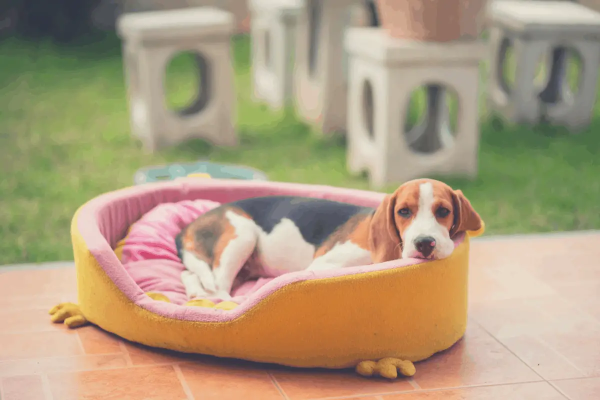 puppy resting in a dog bed outdoors