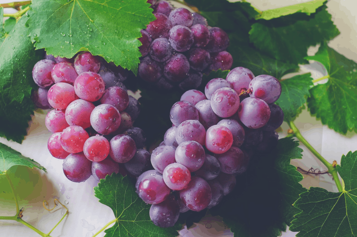 fresh red grapes