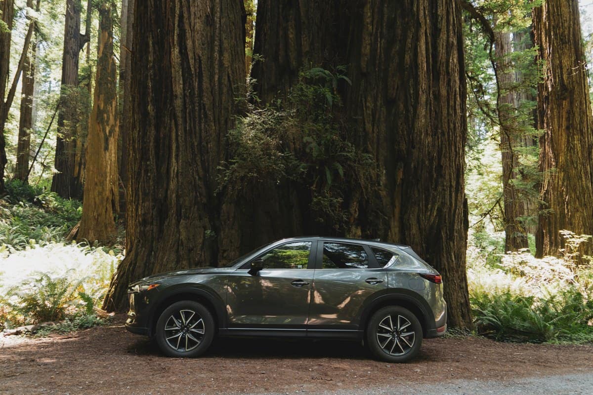 car parked under a tree