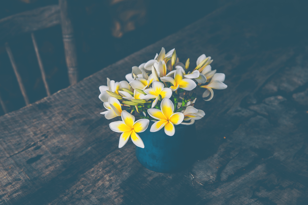 jasmine plant in a pot