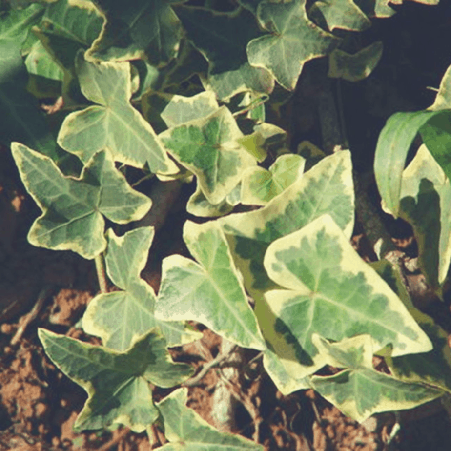 English Ivy Plant in the field