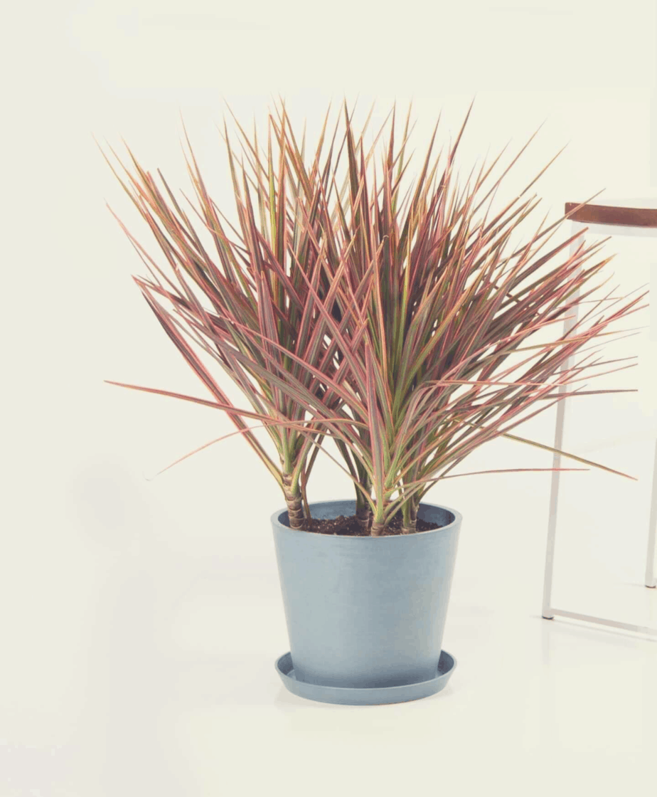 Dracaena Colorama in a white pot