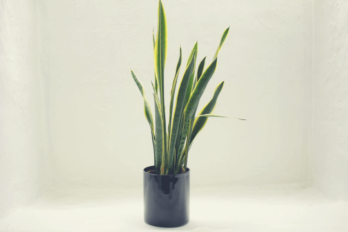 a green snake plant