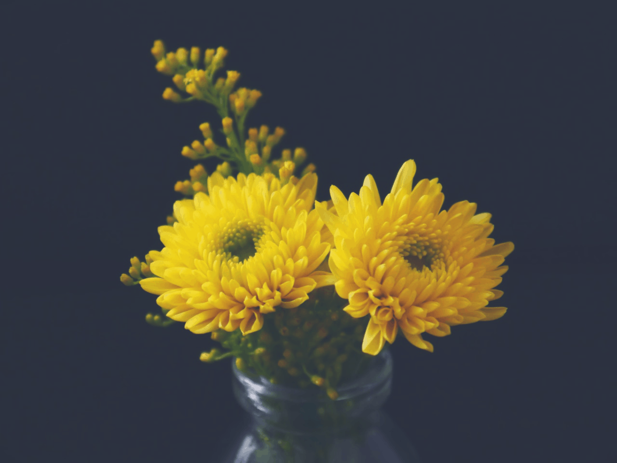 bright golden chrysanthemum