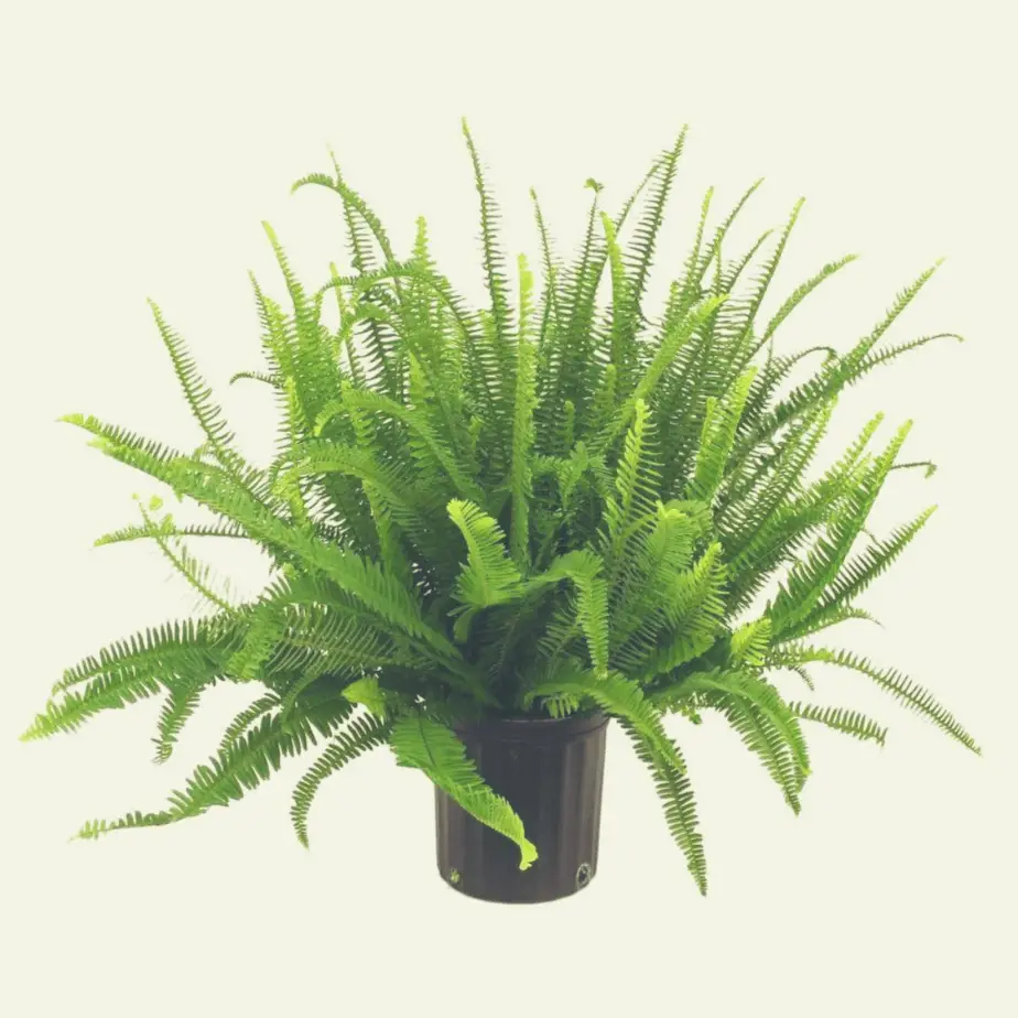 the Kimberly Queen Fern in a white background