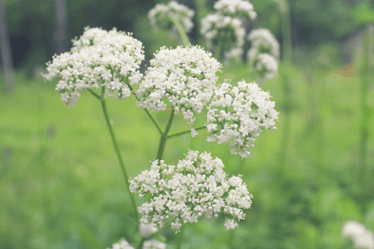 Valerian Flowers in the field