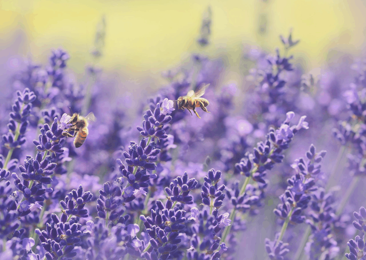 lavender plant in a garden