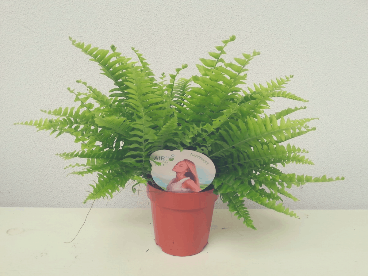 the Boston Fern in a pot