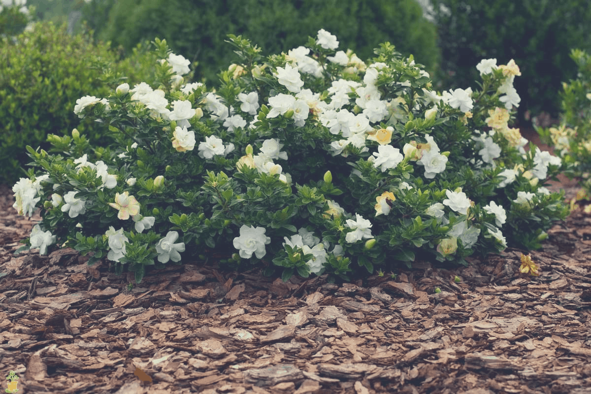 blooming Gardenia flowers