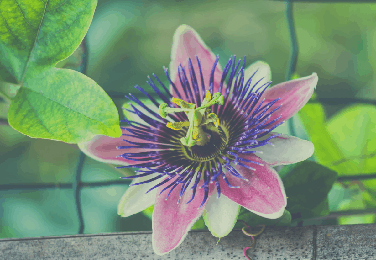 beautiful passion flower