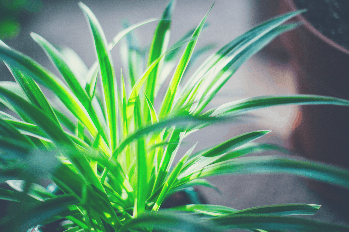 spider plant in a pot