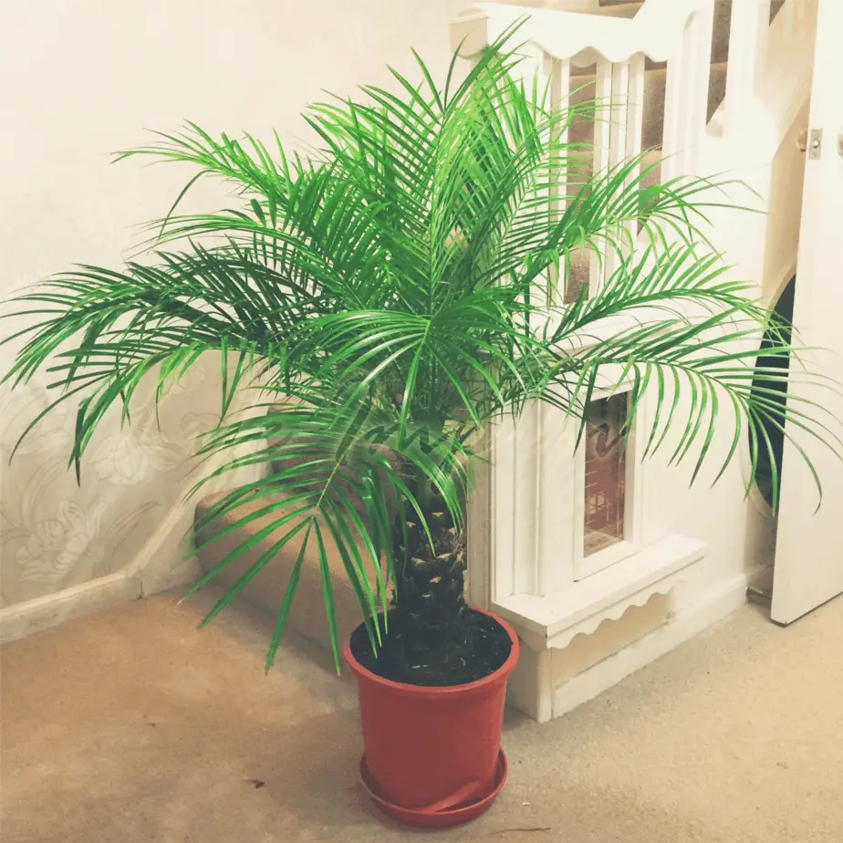 a dwarf date palm plant in a peach pot